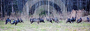 Flock of Wisconsin wild turkeys meleagris gallopavo in autumn