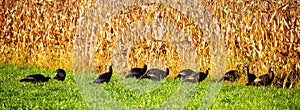 Flock of Wisconsin wild turkeys meleagris gallopavo next to a cornfield