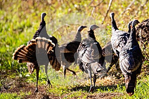 Flock of Wisconsin wild turkeys meleagris gallopavo in October