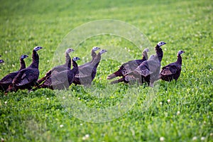 Flock of Wisconsin wild turkeys meleagris gallopavo in October