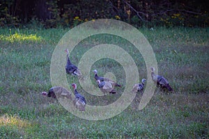 Flock of Wisconsin wild turkeys meleagris gallopavo in September