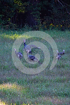 Flock of Wisconsin wild turkeys meleagris gallopavo in September