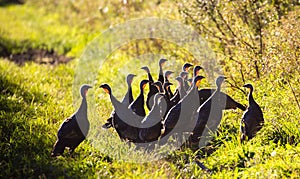 Flock of Wisconsin wild turkeys meleagris gallopavo in September