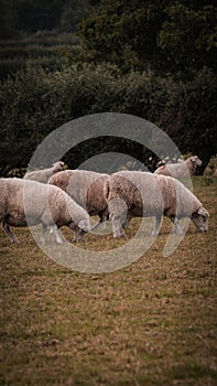 Flock of Woolly Sheep on a Countryside Farm