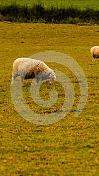 Flock of Woolly Sheep on a Countryside Farm