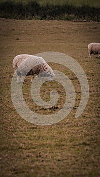 Flock of Woolly Sheep on a Countryside Farm