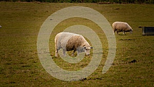 Flock of Woolly Sheep on a Countryside Farm