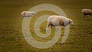 Flock of Woolly Sheep on a Countryside Farm