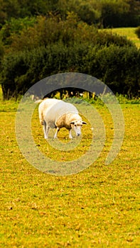 Flock of Woolly Sheep on a Countryside Farm