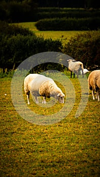 Flock of Woolly Sheep on a Countryside Farm