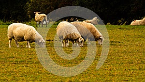 Flock of Woolly Sheep on a Countryside Farm