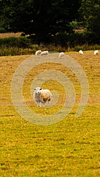 Flock of Woolly Sheep on a Countryside Farm