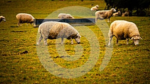 Flock of Woolly Sheep on a Countryside Farm