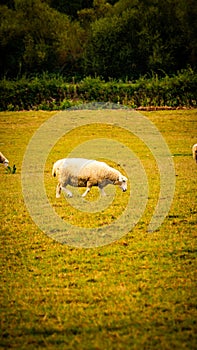 Flock of Woolly Sheep on a Countryside Farm