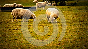 Flock of Woolly Sheep on a Countryside Farm