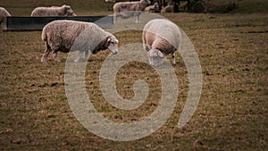 Flock of Woolly Sheep on a Countryside Farm