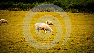 Flock of Woolly Sheep on a Countryside Farm