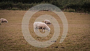 Flock of Woolly Sheep on a Countryside Farm