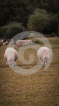 Flock of Woolly Sheep on a Countryside Farm