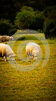 Flock of Woolly Sheep on a Countryside Farm