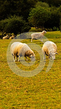 Flock of Woolly Sheep on a Countryside Farm