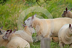 Flock of woolly sheep grazing by the riverside.