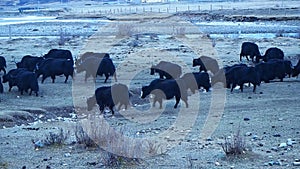 Flock of yaks walking in the field