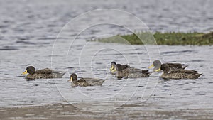 Flock of Yellow-billed Ducks