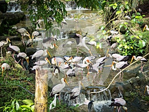 Flock of Yellow Billed Storks