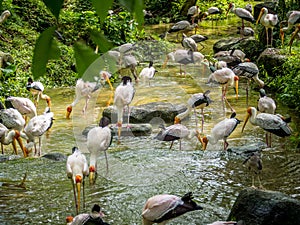 Flock of Yellow Billed Storks