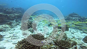 A flock of yellow bright fish. Blue clear water