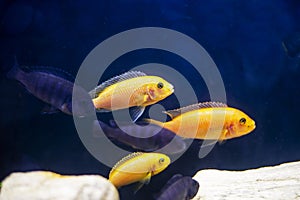 flock of yellow fish Danio glofish and Pseudotropheus swim