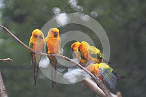 Flock of yellow Solar aratinga (Aratinga solstitialis) parakeets resting on a branch of a tree