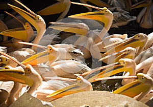 a flock of yellow white belching birds fighting over fish in the river