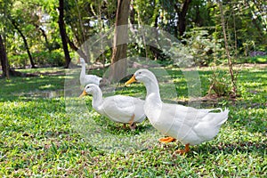 Flock of Yi Liang ducks the body is white and yellow platypuses which they are eating their food while walk in the green garden