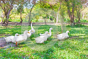 Flock of  Yi Liang ducks, the body is white and yellow platypuses which they are eating their food while walk in the green garden