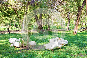 Flock of Yi Liang ducks, the body is white and yellow platypuses which they are eating their food while walk in the green garden
