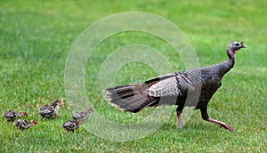 A flock of young chick follow mother turkey on the meadow photo