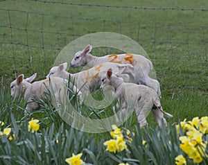 Flock of 4 young lambs with daffs