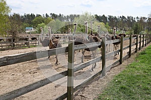 A flock of young ostriches is walking in the enclosure. An ostrich farm. Yasnohorodka, Ukraine.