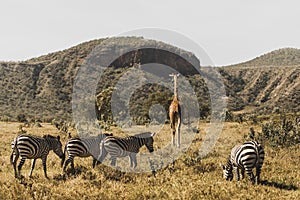 Flock of zebras and giraffe walking in Kenya