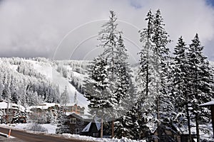 Flocked Trees and and new snow at Whitefish Mountain Village