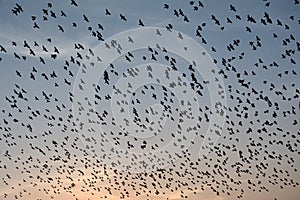 FLOCKING BEHAVIOR IN BIRDS Bikaner Rajasthan