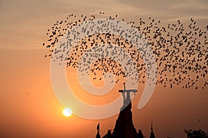 FLOCKING BEHAVIOR IN BIRDS Bikaner Rajasthan