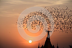 FLOCKING BEHAVIOR IN STARLING BIRDS BIKANER