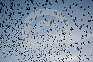 Flocking behavior of Starlings Birds in Bikaner