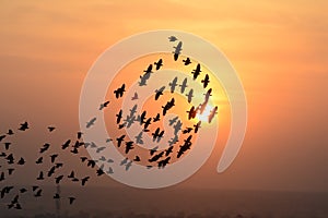 Flocking behavior of Starlings Birds in Bikaner photo