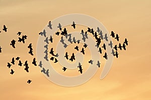 FLOCKING BIRDS IN EVENING SKY BIKANER