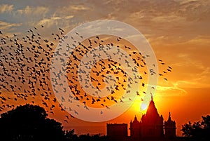 FLOCKING AND CHIRPING BIRDS IN EVENING BIKANER