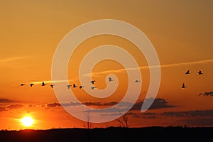 Flocking geese and a sunrise